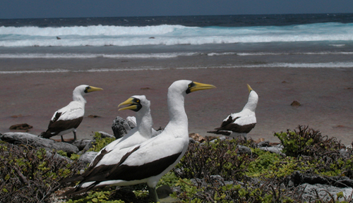 Masked boobies nest on small tropical islands, especially ones that are flat and without forests. They spend the rest of their: time at sea. Photograph courtesy of USFWS